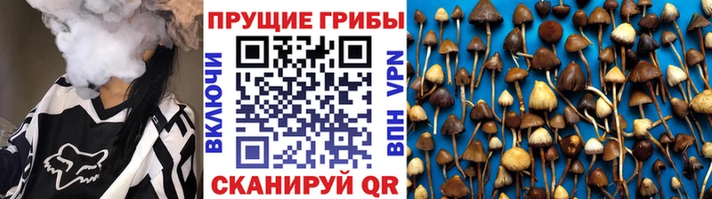 нарко площадка клад  Волжский  Псилоцибиновые грибы Psilocybine cubensis 